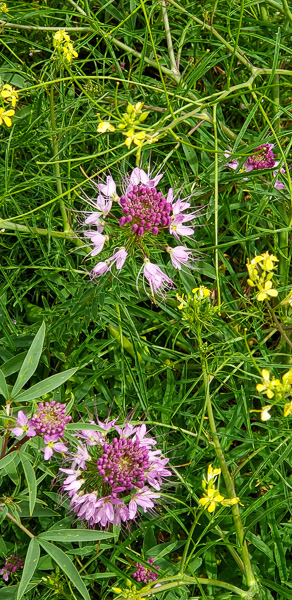 Great Sand Dunes National Park, Colorado